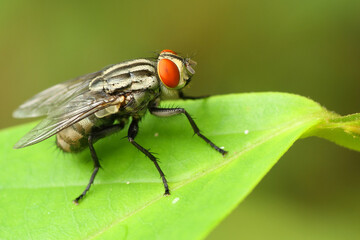 a fly in nature perched on a leaf, macro, photography, insect, close up.