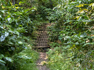 Obraz premium overgrown stairs on a hiking trail