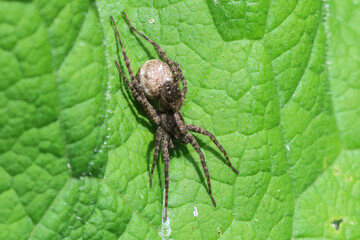 Spider