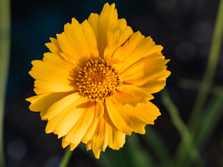 Golden Cosmos flower in bloom 1
