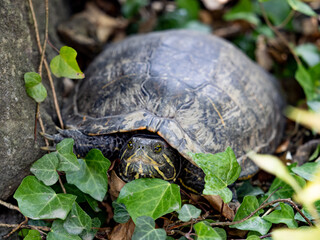 Red Eared slider in the weeds 2