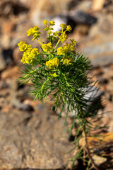 Macrophotographie de fleur sauvage - Euphorbe petit-cyprès - Euphorbia cyparissias