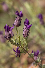 Macrophotographie de fleur sauvage - Lavande papillon - Lavandula stoechas