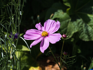 purple cosmos flowers