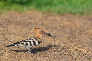 Portrait of the Hoopoe Bird