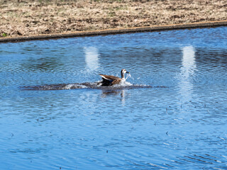 spot-billed duck landing in a rice paddy 7