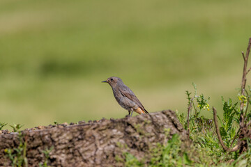 Female Black Redstart (Phoenicurus ochruros) perched on an old tree stump.