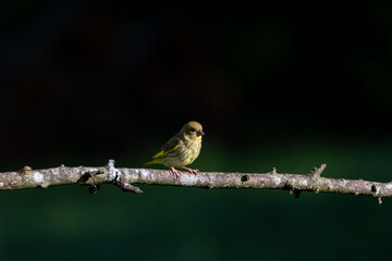 A juvenile European Greenfinch ( Chloris chloris) perched on a tree branch with a blurred background.
