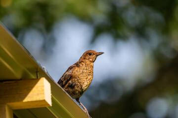 A juvenile Blackbird (Turdus merula) perched on the edge of a roof.
