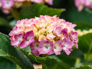 hydrangeas blossoms in Izumi Forest 2