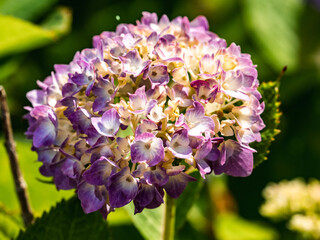 Fototapeta premium hydrangeas blossoms in Izumi Forest 6