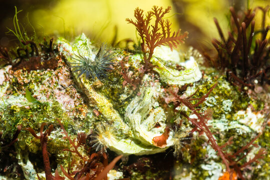 Serpule triangulaire ou Pomatoc&egrave;re de Lamarck, Spirobranchus lamarcki, dans son milieu de vie avec les panaches branchiaux d&eacute;ploy&eacute;s