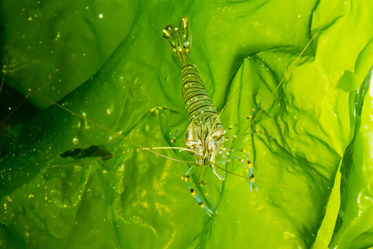 Crevette Bouquet, Palaemon serratus, vivante dans son milieu de vie pos&eacute;e sur une algue verte en plan rapproch&eacute;