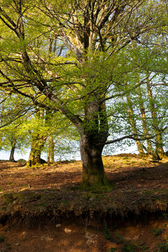 arbre au-dessus d'un talus, ravinement et racines apparentes
