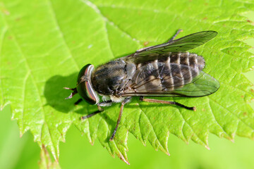 Fly