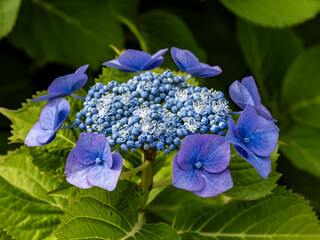 small purple hydrangeas blooming 1