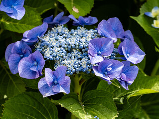 small purple hydrangeas blooming 3