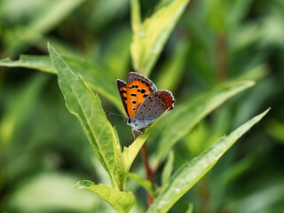small copper butterfly resting on a leaf 1