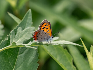 small copper butterfly resting on a leaf 2