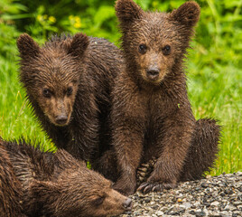 Young bears on the Transfagarasan in Romania