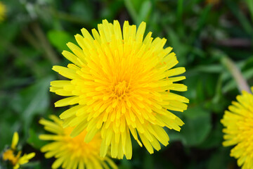 a close up of a dandelion flower with a blurry background