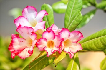 Beautiful Adenium pink flowers 