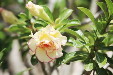 Beautiful Adenium