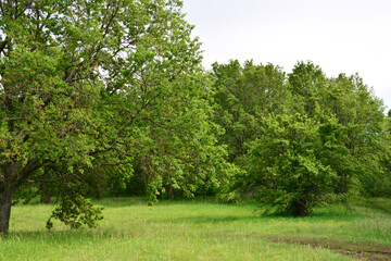 a field with green oak trees and green grass wallpaper