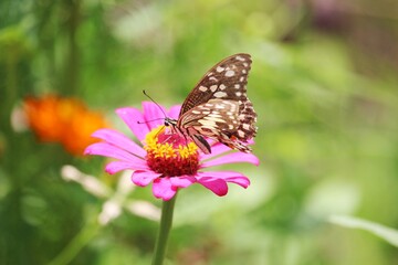 Butterfly and red and pink flowers 
