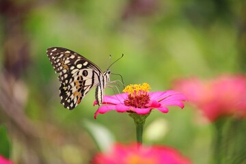 Butterfly and red and pink flowers 