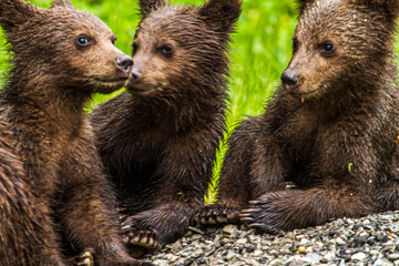 Young bears in Romania