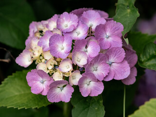 Fototapeta premium small pink hydrangeas blooming 6