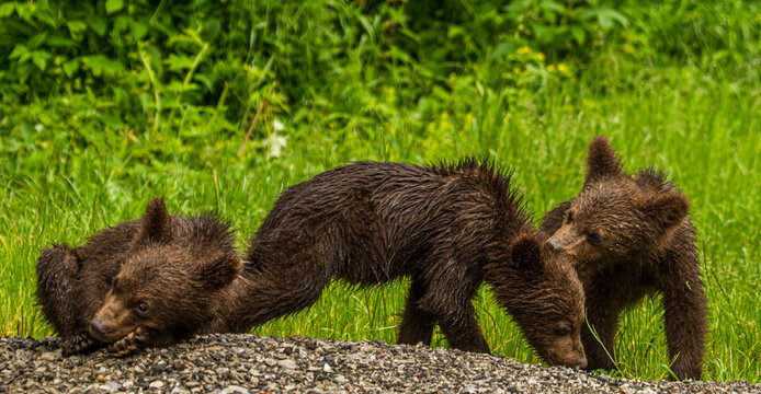 Young bears in Romania