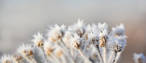 Nature winter background - Frosty plant banner