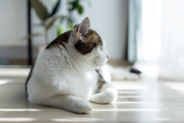 Beautiful home cat lying on the floor, one paw pulled forward. Adorable domestic pet concept.