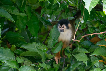 Fototapeta premium Singe Écureuil - Costa Rica