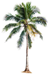 PNG Photo of tropical tree arecaceae produce plant.