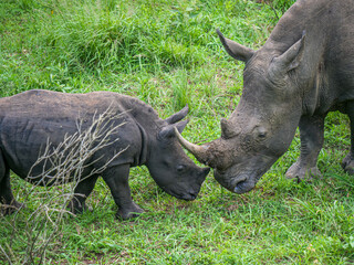 Rhinoc&eacute;ros en libert&eacute; dans la r&eacute;serve naturelle d'Addo. en Afrique du Sud