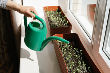 Unrecognisable person watering microgreen home-grown herb sprouts in trays placed on a window ceiling. Plant based at home-grown produce, nutritious superfood. Copy space.