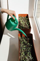 Unrecognisable person watering microgreen home-grown herb sprouts in trays placed on a window ceiling. Plant based at home-grown produce, nutritious superfood. Copy space.