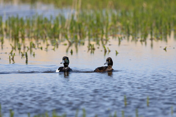 Male and Female Tufted Ducks swimming on a lake, County Durham, England, UK.