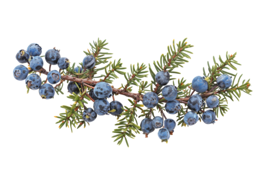 Close-up of Juniper Berries on Branch with Green Needles isolate on transparent background