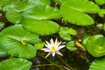 Close-up of blooming water lilies on a pond covered with lily pads