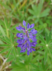 Close-up of purple flowering plant