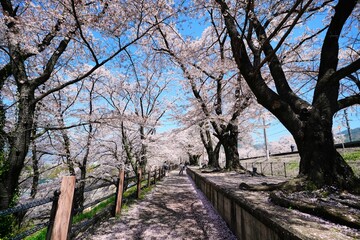 桜並木