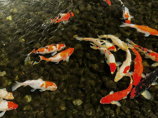 Several Japanese KOI ornamental fish with beautiful colors are circling the pool water at the same...