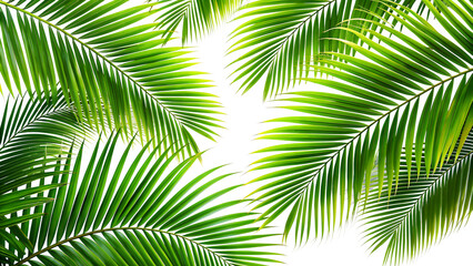 Palm tree leaves on a transparent background, palm leaves PNG.