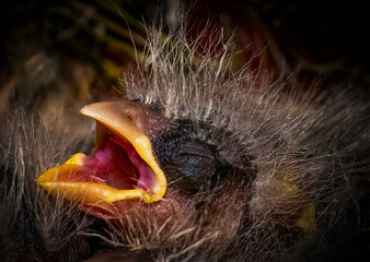 A House Finch nestling one to two weeks after hatching with mouth open. Eyes have not yet opened. He appears ready to be fed. Feather yet to fully develop.