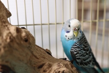 Beautiful bright parrot on branch. Exotic pet
