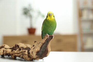 Pet parrot. Beautiful budgerigar sitting on snag on table indoors, space for text